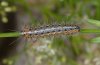 Diaphora sordida: Half-grown larva (Digne, Haute-Provence, France) [S]