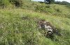 Diaphora sordida: Habitat in the Valais [N]