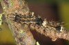 Eilema sororcula: Larva (e.o. Mecklenburg-Vorpommern, NE-Germany, 2013) [S]