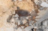 Atlantarctia tigrina: Cocoon (under stone, Provence, April 2013) [M]