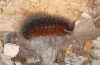 Arctia tigrina: Prepupa (under stone, cocoon removed, Provence, April 2013)  [M]