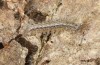 Eilema uniola: L4-larva (e.o. rearing, Spain, Almeria, Sierra de Maria, female found in late September 2022) [S]