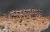 Eilema uniola: Larva in the penultimate instar (e.o. rearing, Spain, Almeria, Sierra de Maria, female found in late September 2022) [S]