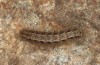 Eilema uniola: Larva (e.o. rearing, Spain, Almeria, Sierra de Maria, female found in late September 2022) [S]