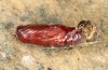 Eilema uniola: Pupa (e.l. rearing, Spain, Avila, Sierra de Gredos, 1200m, larva found in early May 2022) [S]