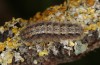 Eilema uniola: Larva (e.l. rearing, Spain, Avila, Sierra de Gredos, 1200m, larva found in early May 2022) [S]