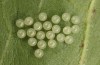 Eilema uniola: Eggs of F1 (e.o. rearing, Spain, Almeria, Sierra de Maria, female found in late September 2022) [S]