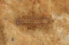 Eilema uniola: L3-larva (e.o. rearing, Spain, Almeria, Sierra de Maria, female found in late September 2022) [S]
