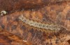Eilema uniola: L3-larva (e.o. rearing, Spain, Almeria, Sierra de Maria, female found in late September 2022) [S]