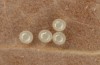 Eilema uniola: Eggs (Spain, Almeria, Sierra de Maria, late September 2022) [S]