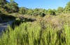 Eilema uniola: Habitat (Spain, Almeria, Sierra de Maria, late September 2022) [N]