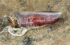 Eilema uniola: Pupa (e.l. rearing, Spain, Avila, Sierra de Gredos, 1200m, larva found in early May 2022) [S]