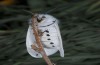 Spilosoma urticae: Weibchen (e.l. Camargue, Raupe Anfang Oktober 2014) [S]