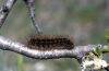 Arctia villica: Larva [M]