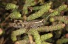 Heteracris adspersa: Female (Cyprus, Limassol, Akrotiri Salt Lake, early November 2016) [N]