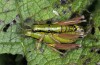 Pseudoprumna baldensis: Mating (Monte Baldo, August 2014) [N]
