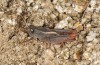 Paracaloptenus bolivari: Male (Canigou, eastern Pyrenees, 1400m asl, mid-October 2013) [N]