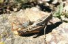 Paracaloptenus bolivari: Mating [N]