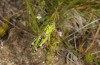 Miramella carinthiaca: Männchen (Steiermark, Zirbitzkogel, 1850m, Ende August 2016) [N]