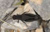 Calliptamus coelesyriensis: Männchen (Samos, Kerkis, 1400m, Anfang Juli 2016) [N]