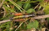 Podisma dechambrei: Male (SW-Alps, Tende pass, Italy/France, September 2018) [N]