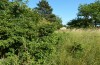 Odontopodisma decipiens: Habitat (Niederösterreich, Hainburger Berge, Hundsheimer Berg, Ende Juni 2018) [N]