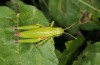 Odontopodisma fallax: Female (Croatia, Istria, Krsan, mid-July 2016) [N]