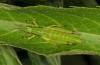 Odontopodisma montana: Female larva (NW-Bulgaria, Oblast Montana, Zhelezna, early June 2018) [N]