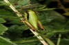 Micropodisma salamandra: Weibchen (Istrien, Ucka, Mitte Juli 2016) [N]