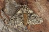 Biston achyra: Male (e.l. rearing, Greece, Samos Island, above Moni Vronda, larva in mid-May 2017) [S]