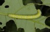 Alsophila aescularia: Larva (S-Germany, Stuttgart, Silberwald, early June 2016) [S]