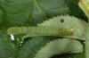 Mesoleuca albicillata: Raupe (Ostalb) [S]