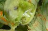 Perizoma albulata: Feeding scars [M]