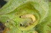 Perizoma albulata: Halbwüchsige Raupe [M]