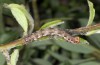 Erannis ankeraria: Larva (Greece, Lesbos island, late May 2019) [M]
