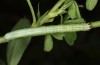 Isturgia arenacearia: Larva (Hungary, Dabas, September 2019) [M]