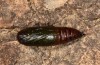 Isturgia arenacearia: Pupa (e.l. Hungary, Dabas, larva in September 2019) [S]