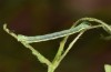 Isturgia arenacearia: Half-grown larva (Hungary, Dabas, September 2019) [S]