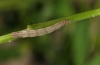 Idaea aureolaria: Larva (e.o. Valais 2012) [S]
