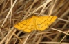 Idaea aureolaria: Adult (e.o. Valais 2012) [N]