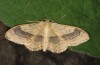 Idaea aversata: Adult (Kardorf near Memmingen, June 2014) [N]