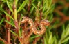 Cyclophora azorensis: Half-grown larva (Azores, Saint Miguel, Nordeste, November 2013) [M]