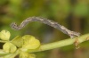 Idaea bacalladoi: Larva (e.o. La Gomera 2011) [S]