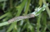 Isturgia berytaria: Half-grown larva (Greece, Samos Island, late April 2015) [S]