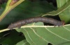 Biston betularia: Larva [S]