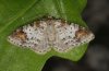 Hydrelia blomeri: Adult (e.l. eastern Swabian Alb, Southern Germany 2010) [S]