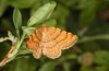 Macaria brunneata: Weibchen (e.l. Allgäu, Görisried, Raupe im Mai 2020) [S]