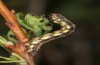Macaria brunneata: Larva (S-Germany, Allgäu, Görisried, May 2020) [S]