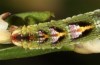 Entephria caesiata: Larva (southern Black Forest, 1450m, late April 2020) [M]