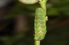Entephria caesiata: Larva (S-Bavaria, Allgäuer Alpen, Pfronten, Edelsberg, 1700m, May 2020) [S]